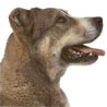 Mittelasiatischer Schäferhund Kurzhaariger Schlag, Mittelasiatischer Oftscharka Mittelasiatischer Schäferhund Kurzhaariger Schlag, Mittelasiatischer Oftscharka