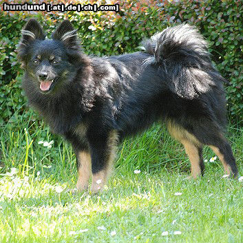 Mittelspitz Mittelspitzhündin Diamond Lady blck/tan von der Roßsteige