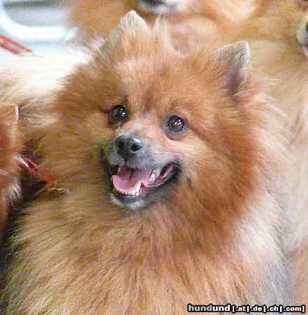 Mittelspitz Hunde Foto 46441 Mittelspitz Das ist ein Mittelspitz