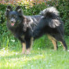 Mittelspitz Foto: Mittelspitzhündin Diamond Lady blck/tan von der Roßsteige (ID 45694) Mittelspitz Hund