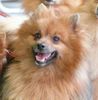 Mittelspitz Foto: Das ist ein Mittelspitz (ID 46441) Mittelspitz Hund