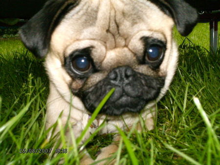 Mops Hunde Foto 39587 in höherer Auflösung ansehen Mops Anton