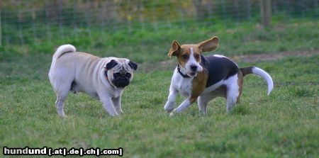 Mops Hunde Foto 26715 in höherer Auflösung ansehen Mops WB 01.11.05