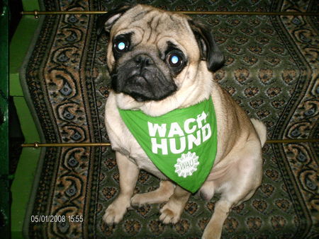 Mops Hunde Foto 40754 in höherer Auflösung ansehen Mops Anton
