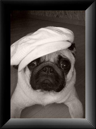Mops Hunde Foto 35689 in höherer Auflösung ansehen Mops Mrs. Missy