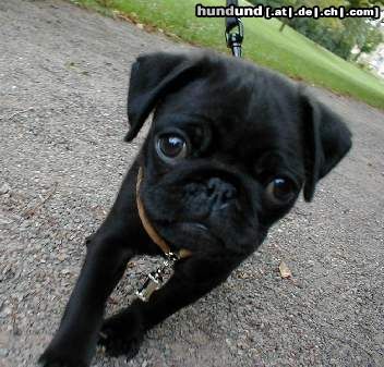Mops Hunde Foto 7181 Mops Unsere Momo mit 14 Wochen beim Spaziergang