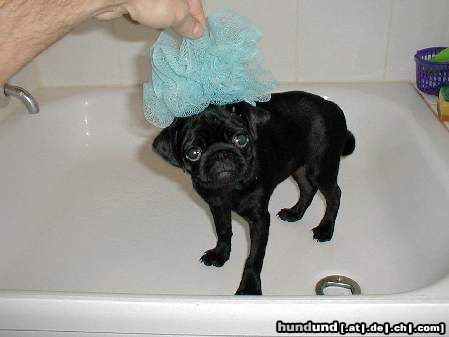Mops Hunde Foto 7182 Mops Hey, was soll das?