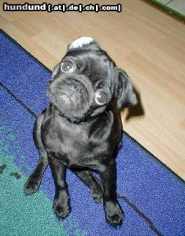 Mops Hunde Foto 7183 Mops Spielen?