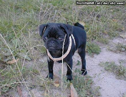 Mops Hunde Foto 7184 Mops Spielen?