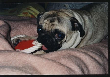 Mops Hunde Foto 36399 in höherer Auflösung ansehen Mops