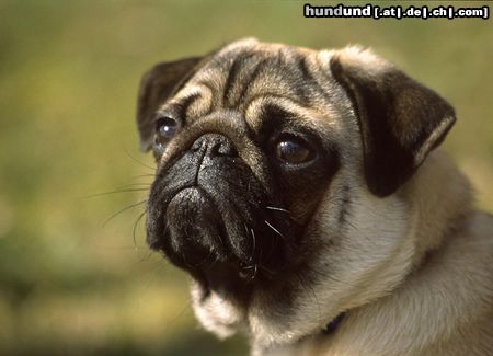 Mops Hunde Foto 15377 in höherer Auflösung ansehen Mops Ein Möpschen