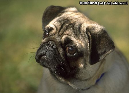 Mops Hunde Foto 15378 in höherer Auflösung ansehen Mops Ein Möpschen