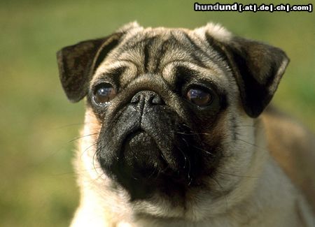Mops Hunde Foto 15379 in höherer Auflösung ansehen Mops Ein Möpschen