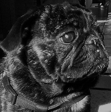 Mops Hunde Foto 43632 in höherer Auflösung ansehen Mops Paul von Wolfsbühl 4 Jahre