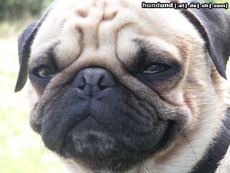 Mops Hunde Foto 17332 Mops Pepi...Unvergessen!!!