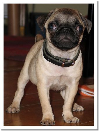 Mops Hunde Foto 38759 Mops kleinEmma