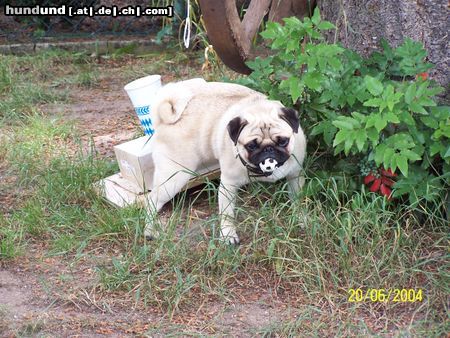 Mops Hunde Foto 13318 Mops Hab alle Pfoten voll zu tun :))