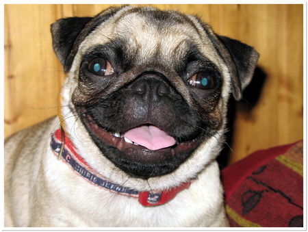 Mops Hunde Foto 38758 Mops Emma