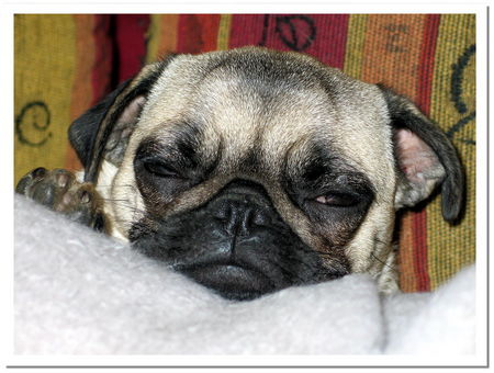 Mops Hunde Foto 38757 Mops Emma