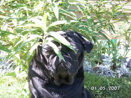 Mops Hunde Foto 38801 in höherer Auflösung ansehen Mops