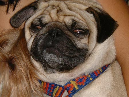 Mops Hunde Foto 345 Mops