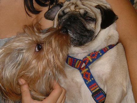 Mops Hunde Foto 346 Mops