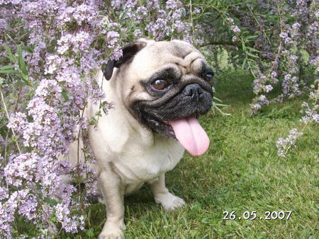 Mops Hunde Foto 38800 in höherer Auflösung ansehen Mops