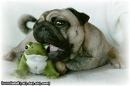 Mops Hunde Foto 26211 in höherer Auflösung ansehen Mops Hab dich zum Fressen gern