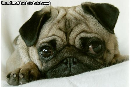 Mops Amy aus Jena