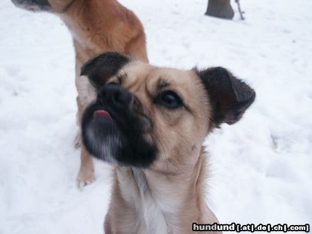 Mops Hunde Foto 19686 Mops Mopsmix Naddel