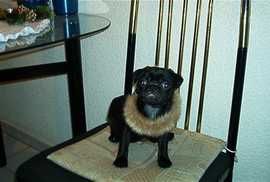 Mops Hunde Foto 1480 Mops Kalt ist es !