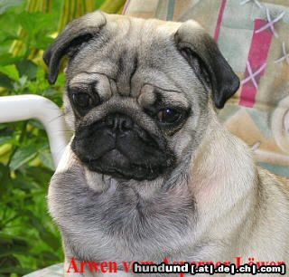 Mops Hunde Foto 15657 in höherer Auflösung ansehen Mops Arwen aus der Mopsvilla Asperner Löwe