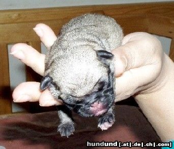Mops Hunde Foto 7791 Mops Arwen aus der Mopsvilla Asperner Löwe
