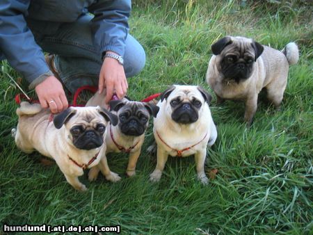 Mops Hunde Foto 5949 Mops Es mopst sich in Herne so zurecht!