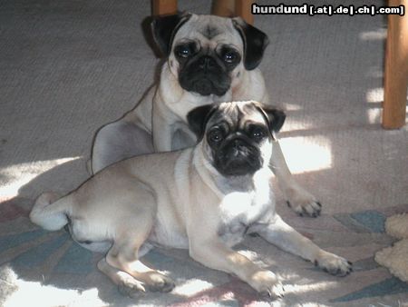 Mops Hunde Foto 5948 Mops