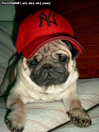 Mops Hunde Foto 21923 in höherer Auflösung ansehen Mops Ich bin der coolste Hund auf der ganzen Welt...