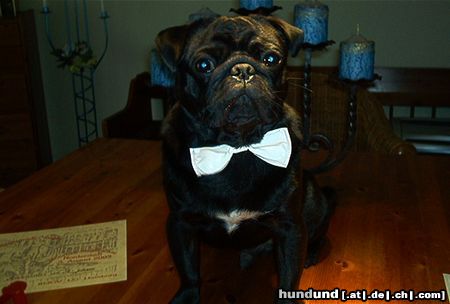Mops Hunde Foto 5317 Mops Weltsieger2003 Jugend