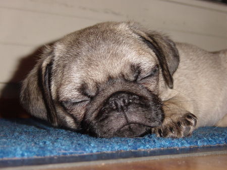 Mops Hunde Foto 29154 Mops unser Mops Moritz beim Mittagsschlaf