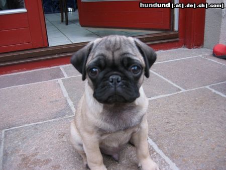 Mops Hunde Foto 3496 Mops Quentin