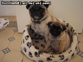 Mops Hunde Foto 14540 Mops Zwei Freunde