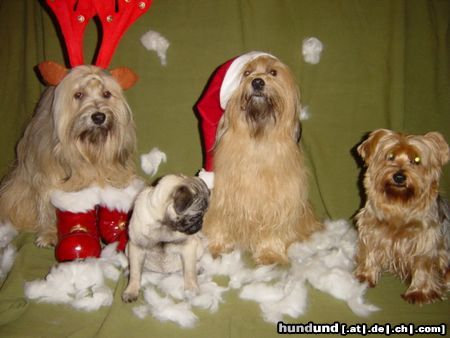 Mops Hunde Foto 19520 Mops Weihnachtshelfer.....