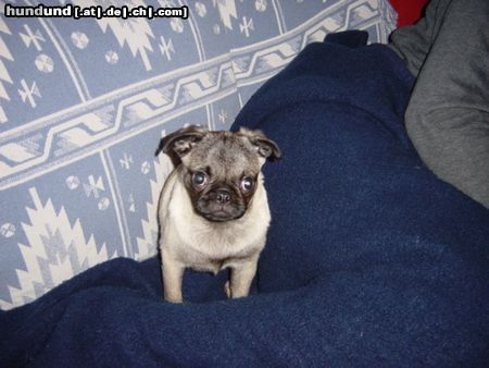 Mops Hunde Foto 19274 Mops Berta, unser Mopsmädchen mit Nase !