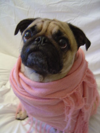 Mops Hunde Foto 37159 Mops Buddy the Pug