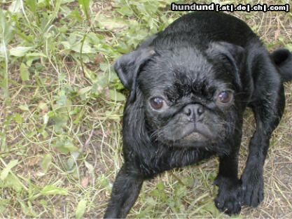 Mops Hunde Foto 6731 Mops Ein kleiner Gruß von Butzi und mir