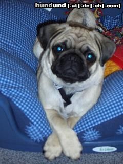 Mops Hunde Foto 13124 Mops Naomi
