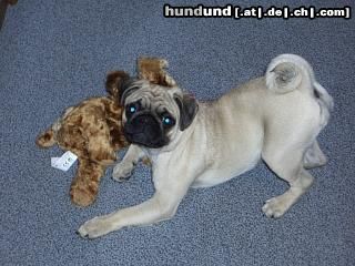 Mops Hunde Foto 13126 Mops Naomi - Salome