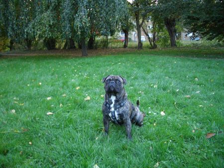 Mops Hunde Foto 38573 in höherer Auflösung ansehen Mops pepe-bullmops