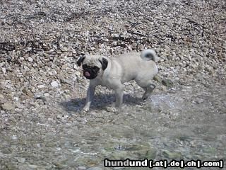 Mops Hunde Foto 18138 in höherer Auflösung ansehen Mops Naomi als kleine Wasserratte !