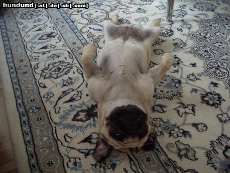 Mops Hunde Foto 21394 in höherer Auflösung ansehen Mops Naomi