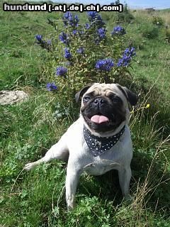 Mops Hunde Foto 24683 in höherer Auflösung ansehen Mops *** Naomi ***